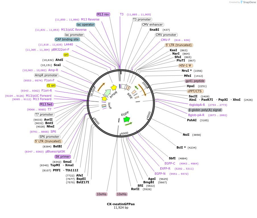 32401-plasmid-map-sequence-id-36969