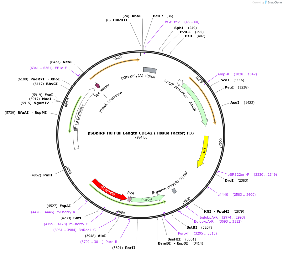 183254-plasmid-map-sequence-id-369699