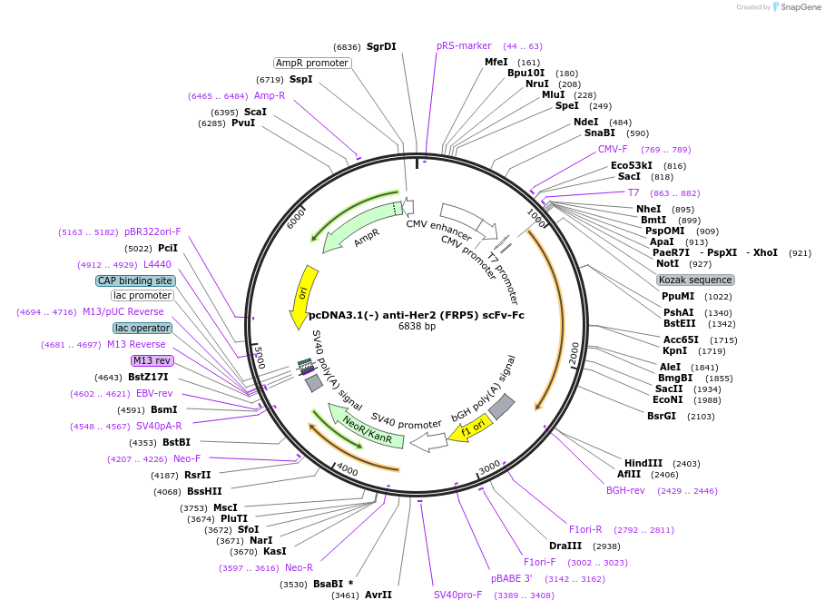 183249-plasmid-map-sequence-id-369703