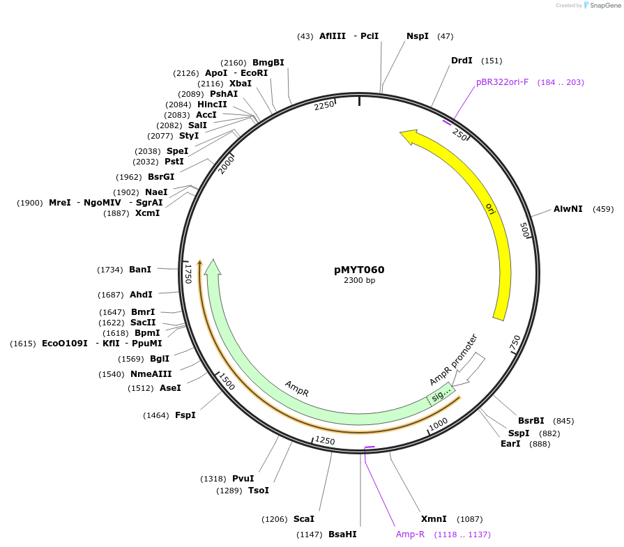 180713-plasmid-map-sequence-id-369704