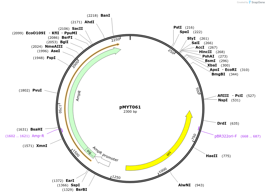 180714-plasmid-map-sequence-id-369705