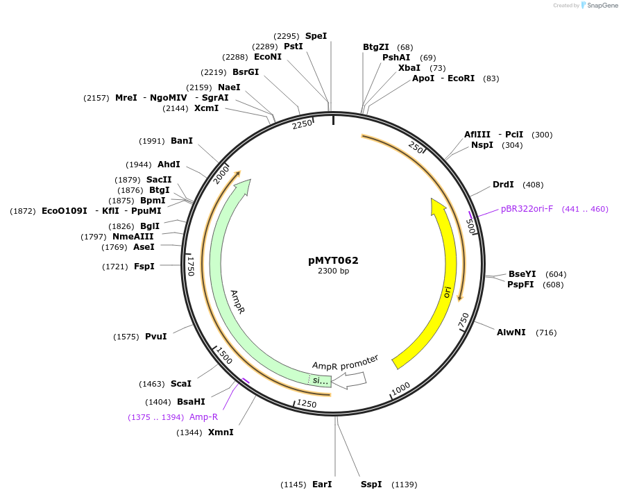 180715-plasmid-map-sequence-id-369706