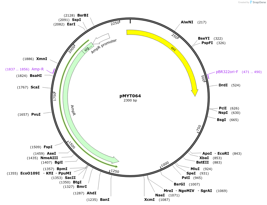 180717-plasmid-map-sequence-id-369708
