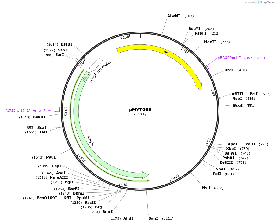 180718-plasmid-map-sequence-id-369709