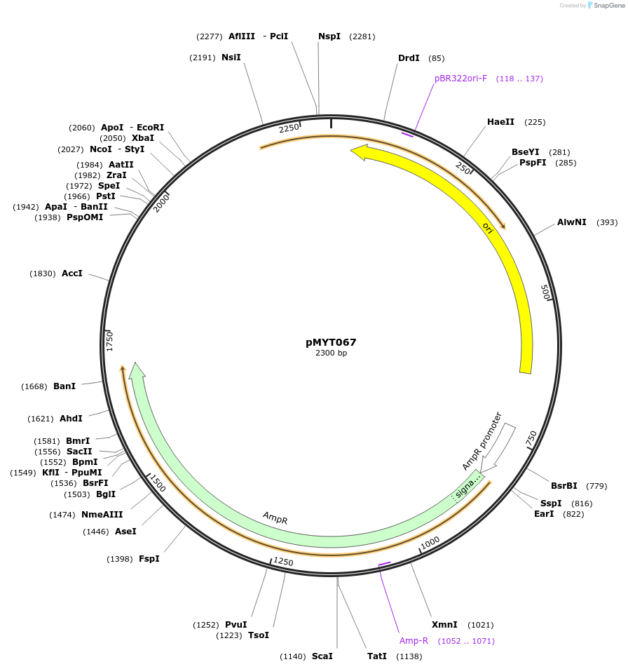 180720-plasmid-map-sequence-id-369712