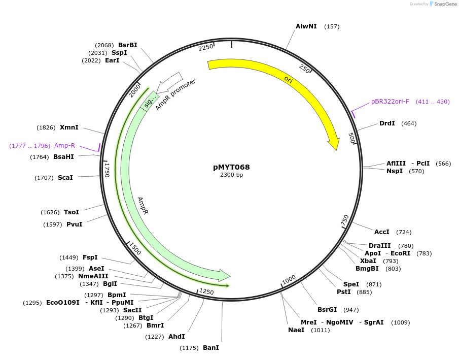 180721-plasmid-map-sequence-id-369713