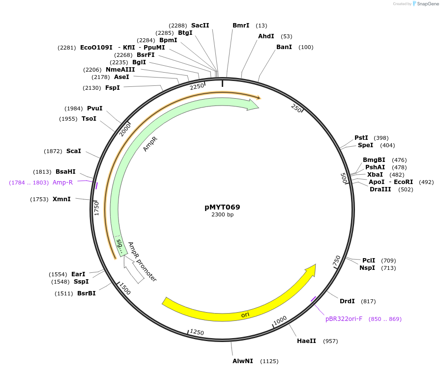 180722-plasmid-map-sequence-id-369714