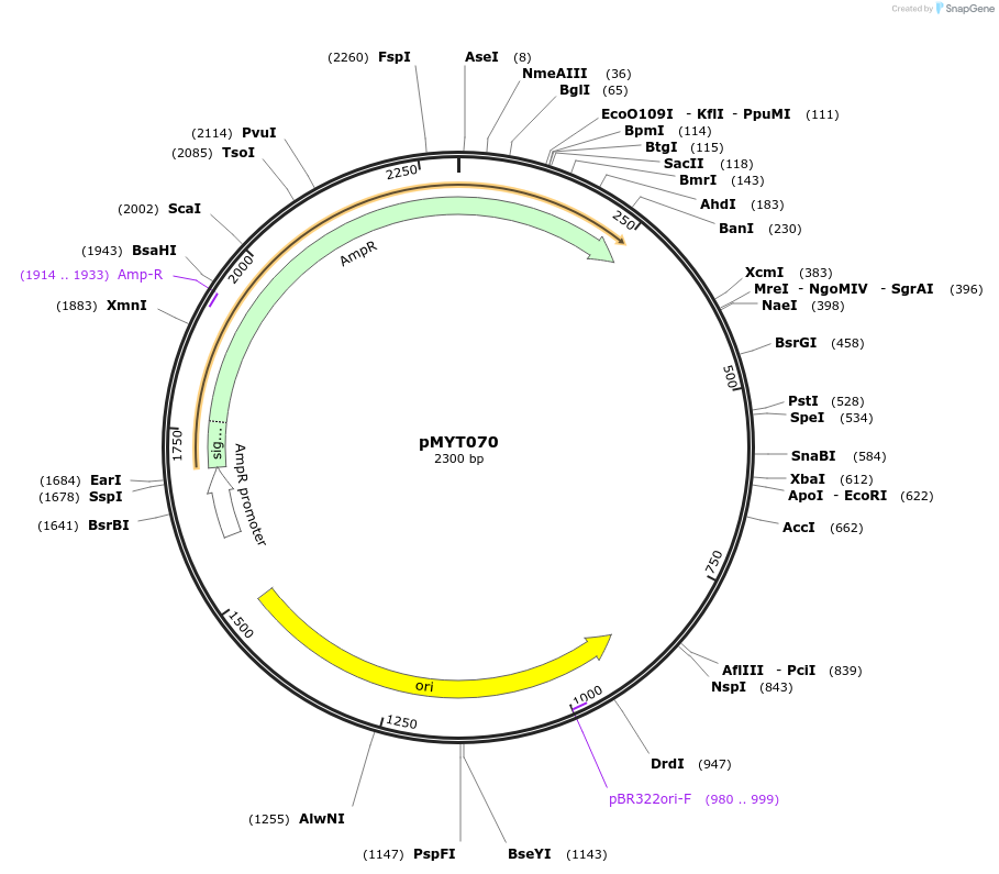 180723-plasmid-map-sequence-id-369716