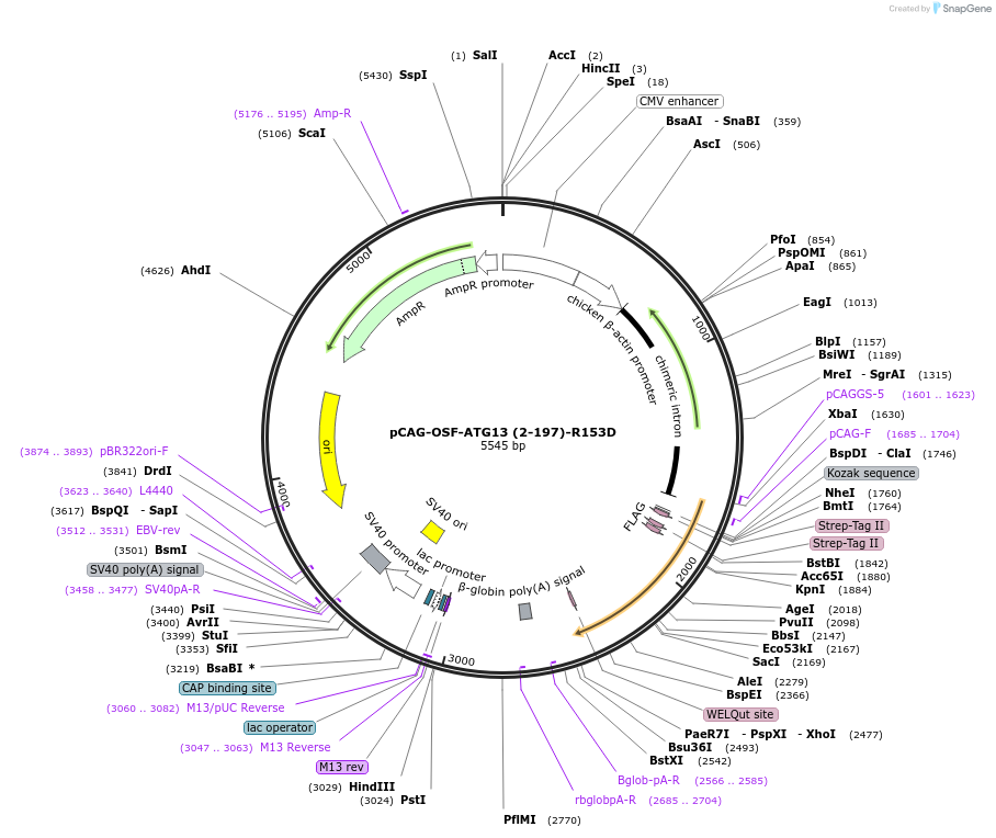 188104-plasmid-map-sequence-id-369720