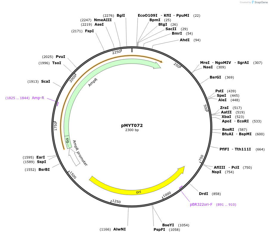 180725-plasmid-map-sequence-id-369721