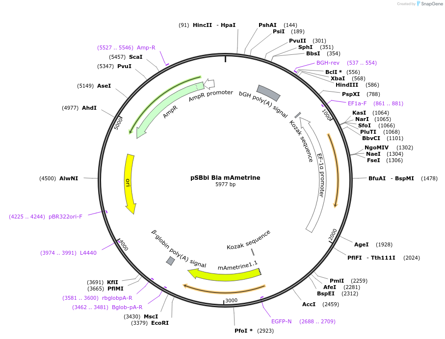 183257-plasmid-map-sequence-id-369723
