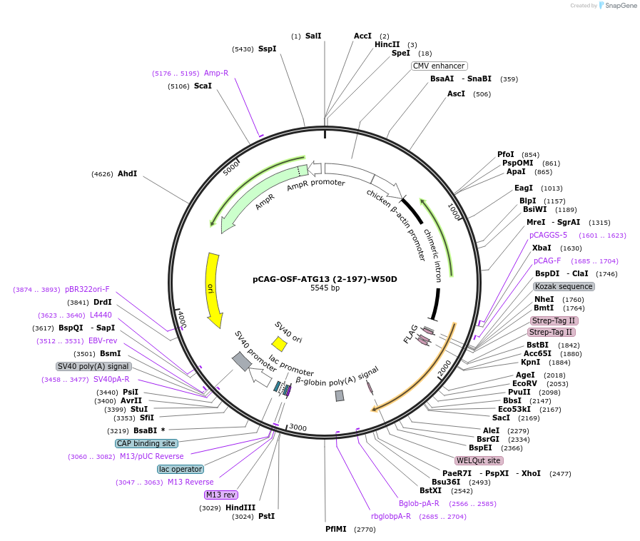 188098-plasmid-map-sequence-id-369725