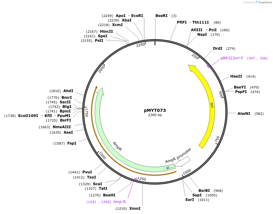 180726-plasmid-map-sequence-id-369726