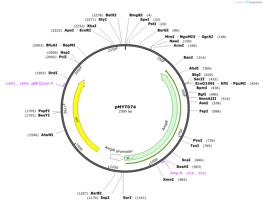 180727-plasmid-map-sequence-id-369727