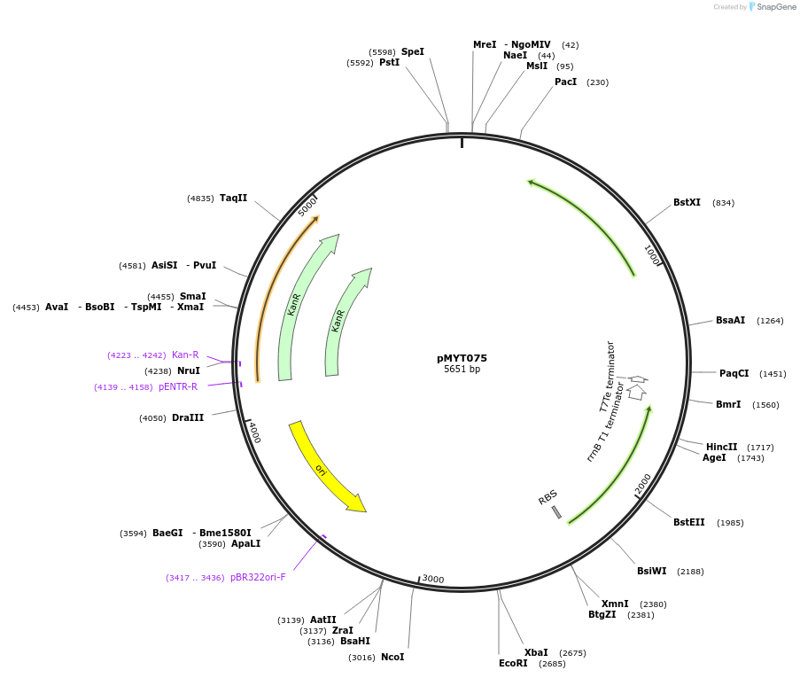 180728-plasmid-map-sequence-id-369729