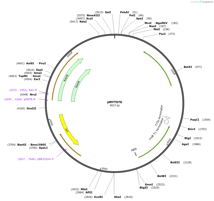 180729-plasmid-map-sequence-id-369732