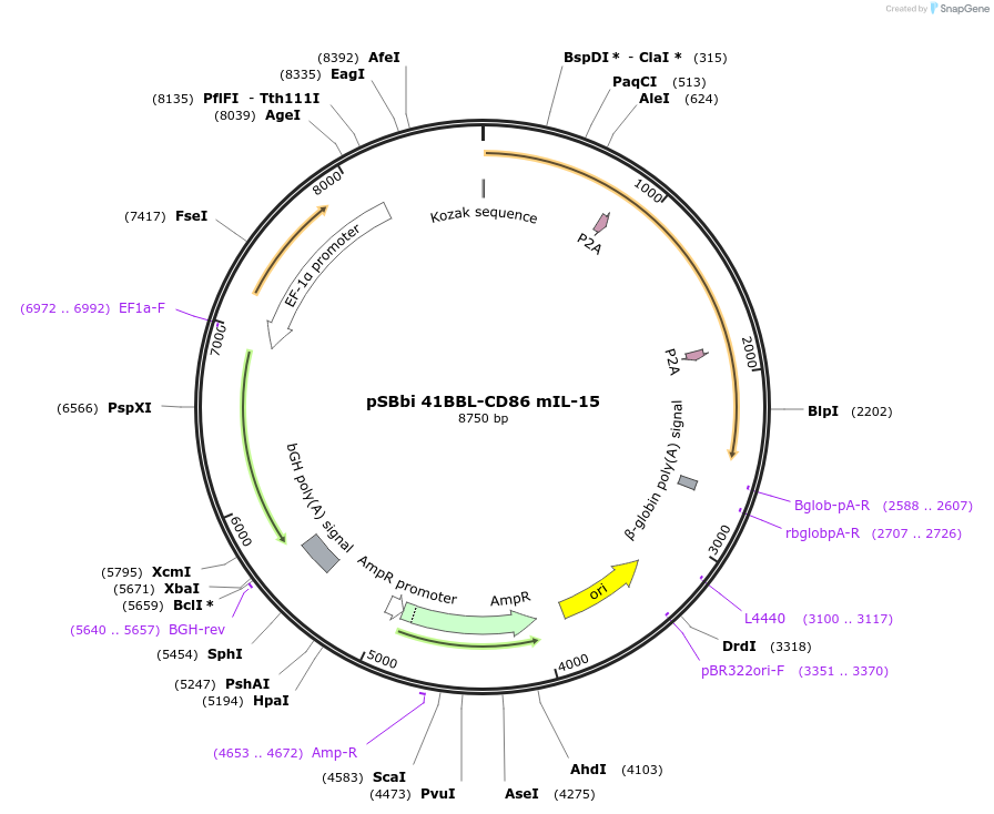 183245-plasmid-map-sequence-id-369737