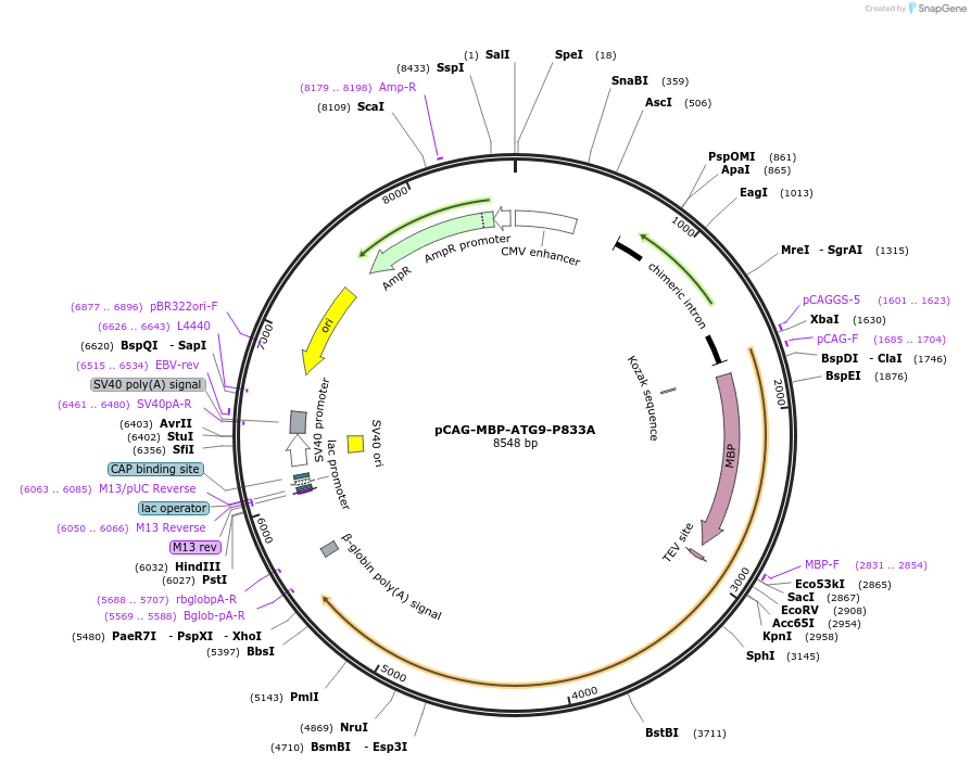 188083-plasmid-map-sequence-id-369738