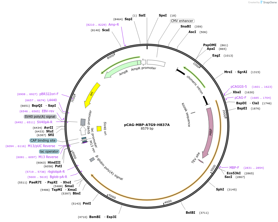188079-plasmid-map-sequence-id-369751
