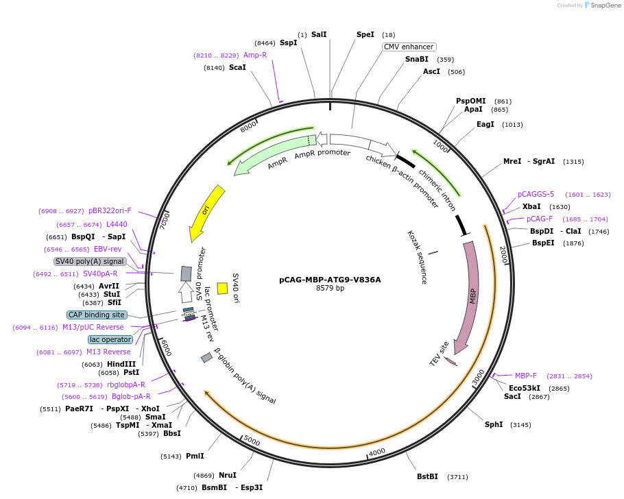 188080-plasmid-map-sequence-id-369752