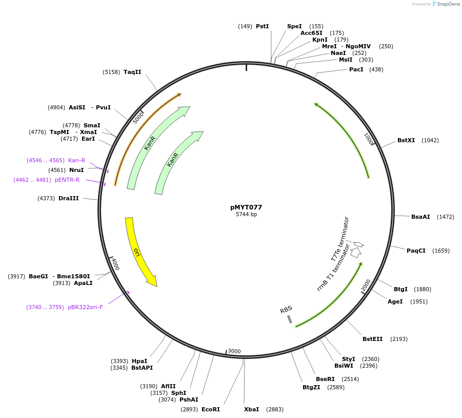 180730-plasmid-map-sequence-id-369758