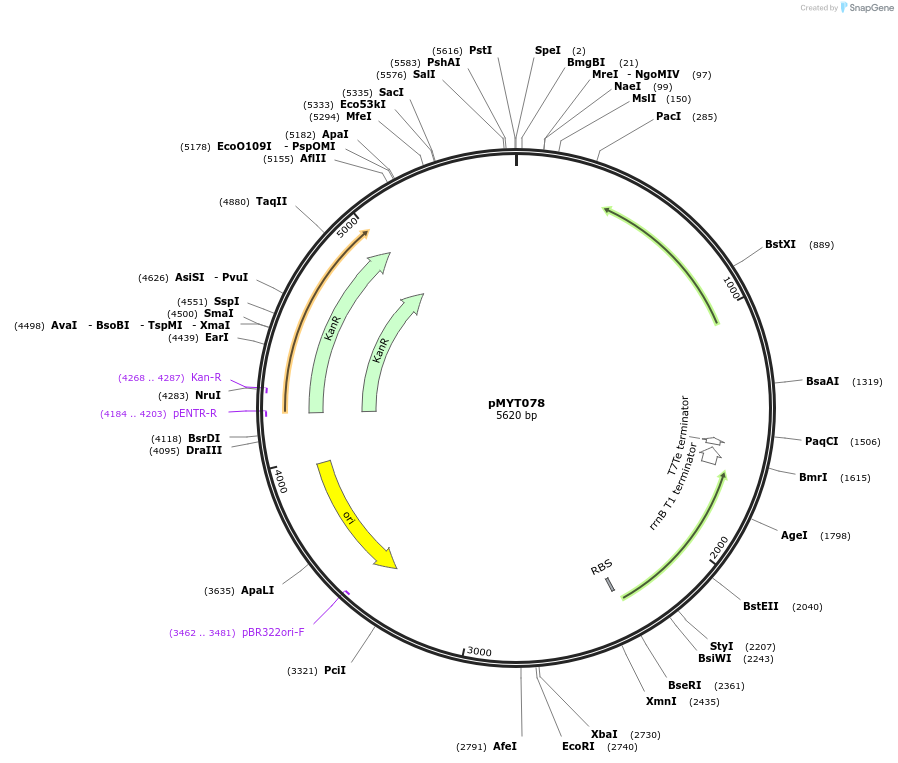 180731-plasmid-map-sequence-id-369759