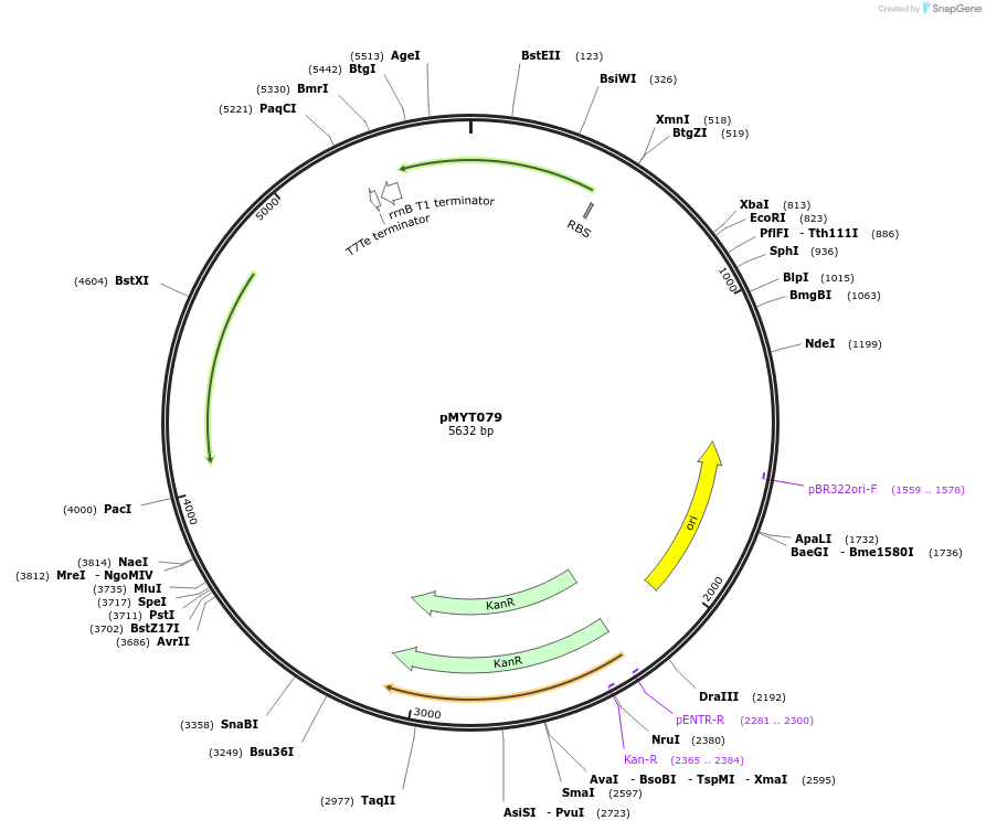 180732-plasmid-map-sequence-id-369761
