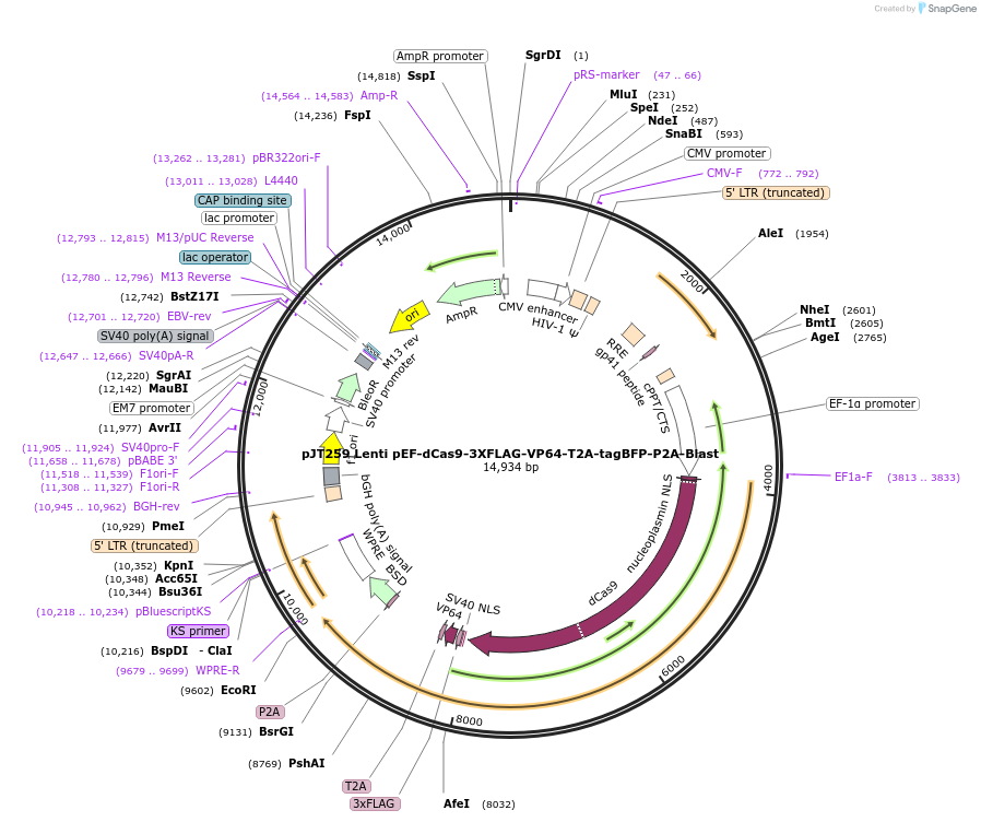 187335-plasmid-map-sequence-id-369765