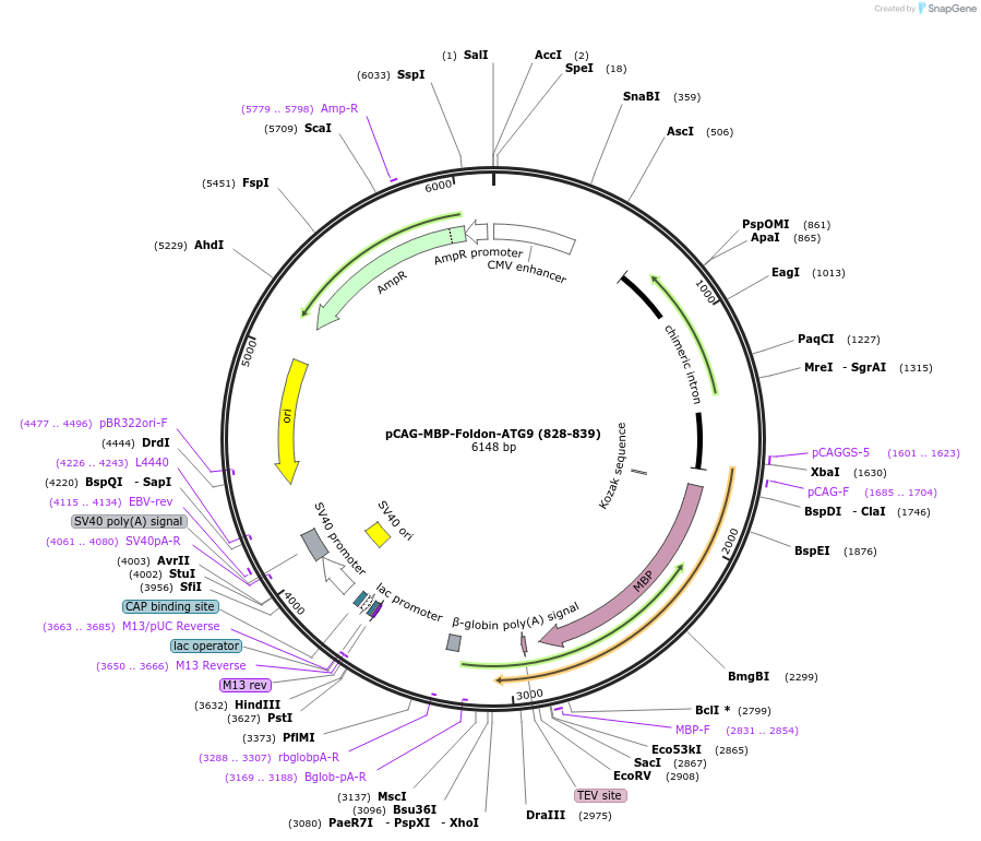 188090-plasmid-map-sequence-id-369769