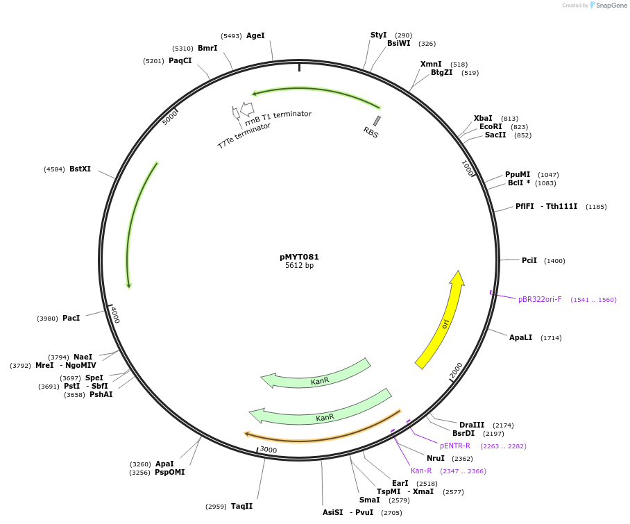 180734-plasmid-map-sequence-id-369777