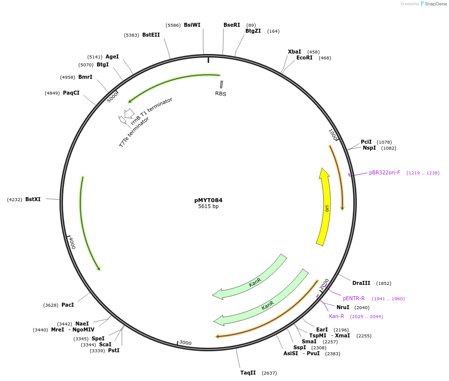 180737-plasmid-map-sequence-id-369779