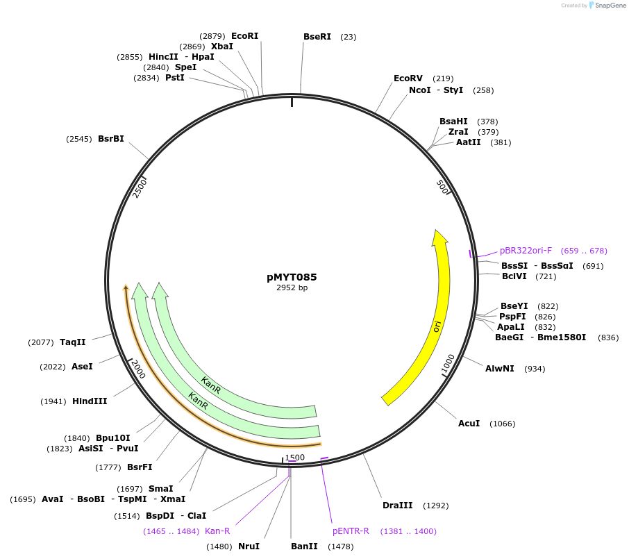 180738-plasmid-map-sequence-id-369781