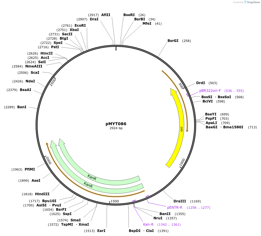 180739-plasmid-map-sequence-id-369782