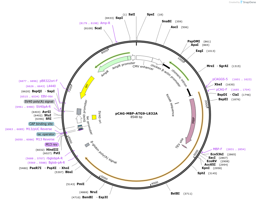 188084-plasmid-map-sequence-id-369783
