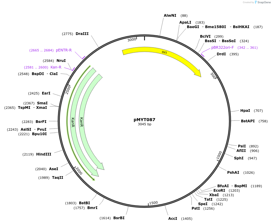 180740-plasmid-map-sequence-id-369784
