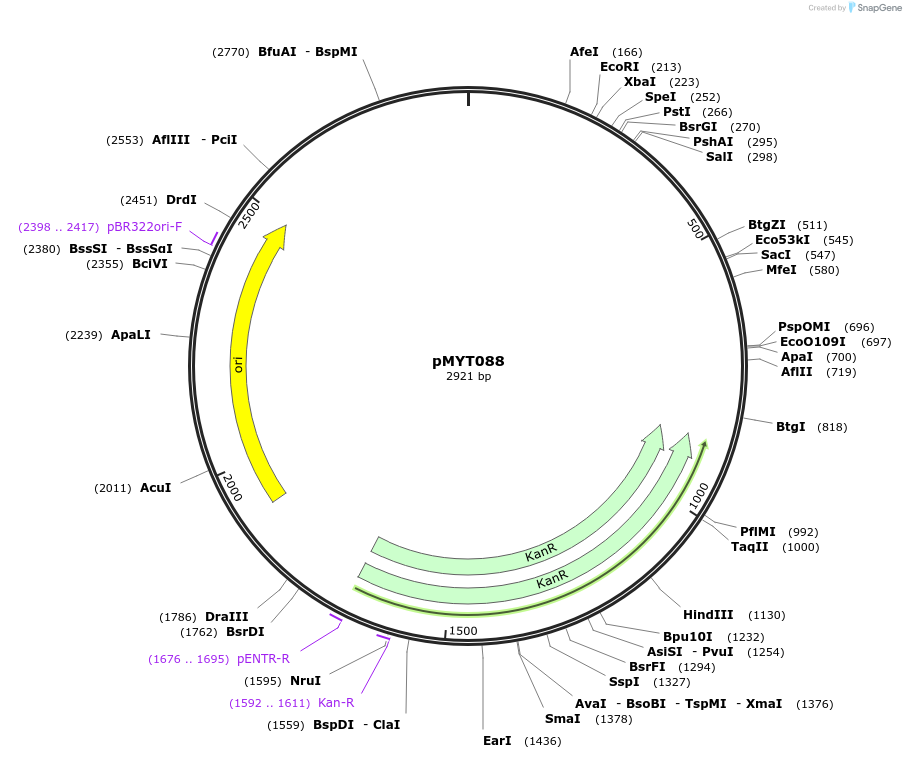 180741-plasmid-map-sequence-id-369785