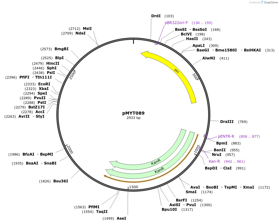 180742-plasmid-map-sequence-id-369786