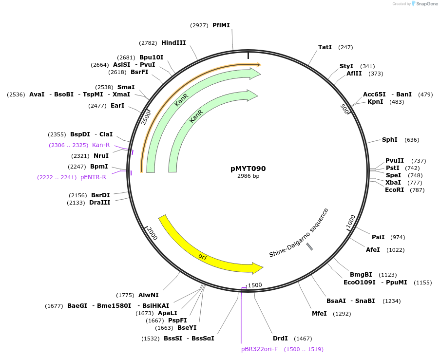 180743-plasmid-map-sequence-id-369788