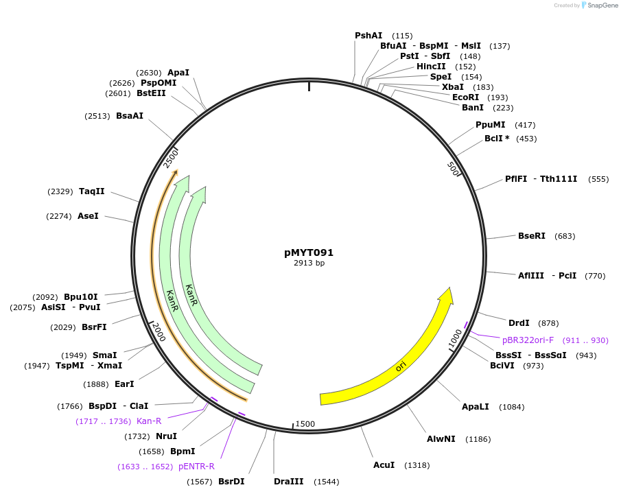 180744-plasmid-map-sequence-id-369789