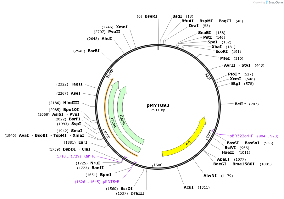 180746-plasmid-map-sequence-id-369792