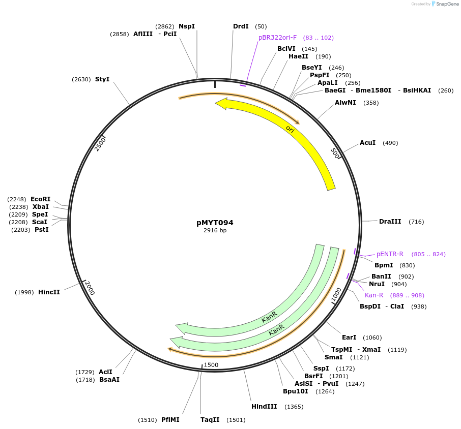 180747-plasmid-map-sequence-id-369793