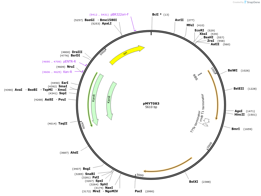 180736-plasmid-map-sequence-id-369798