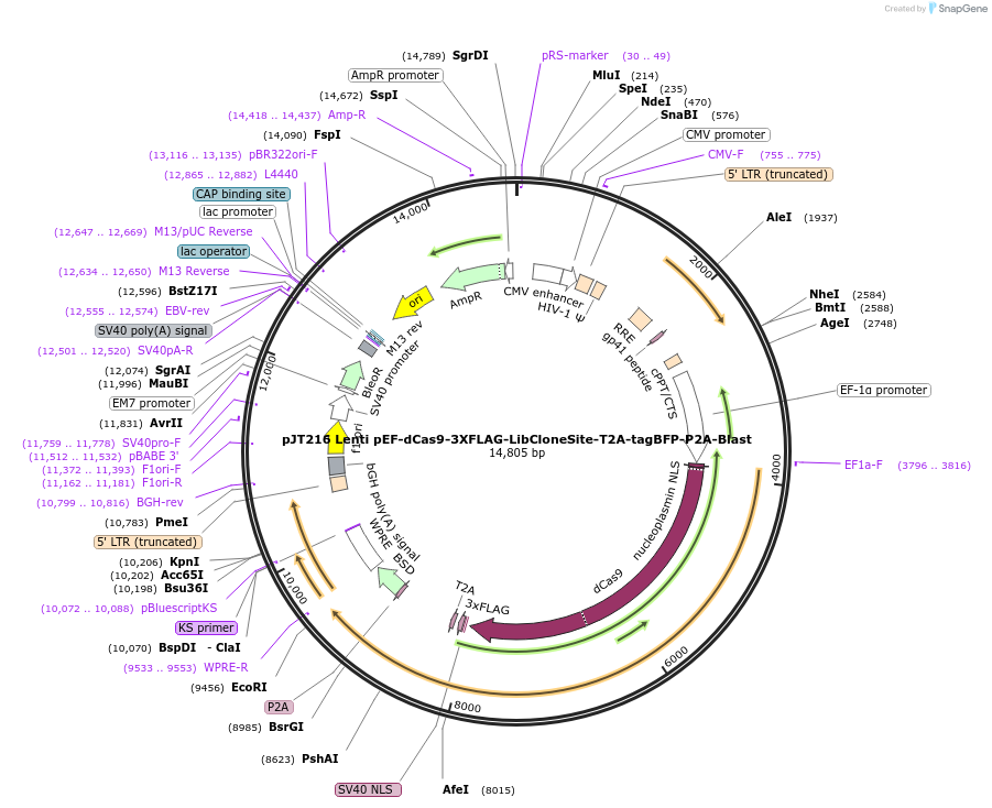 187320-plasmid-map-sequence-id-369806