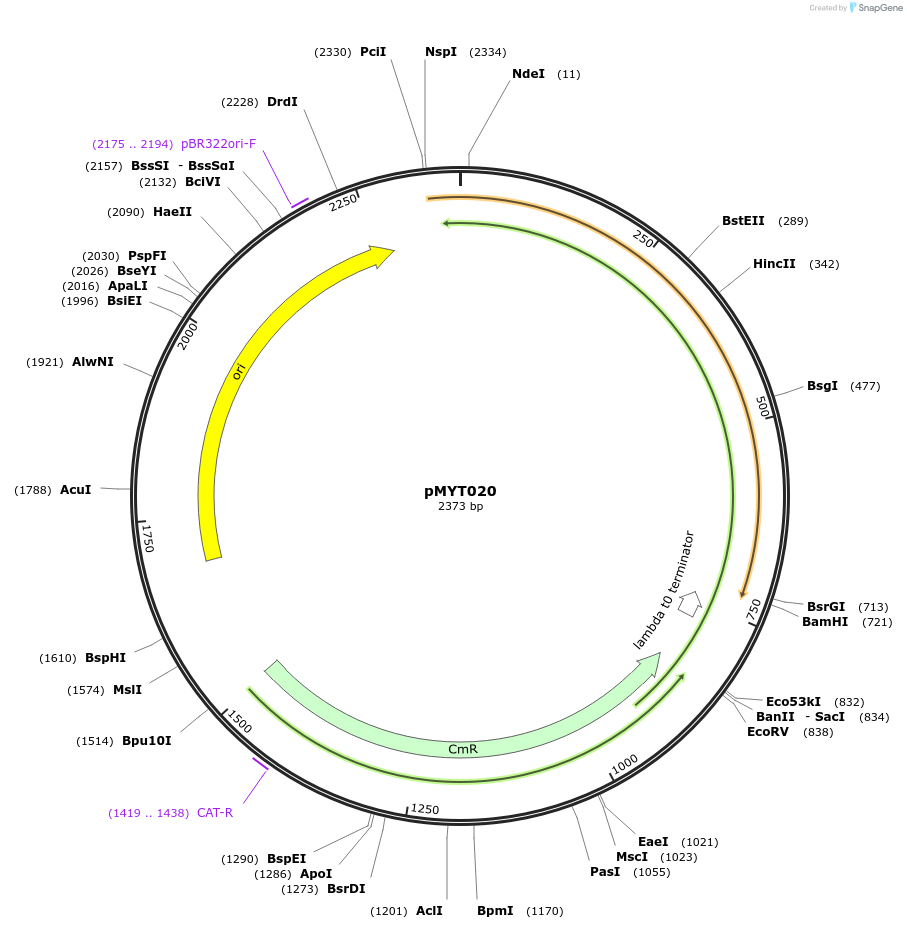 180673-plasmid-map-sequence-id-369809