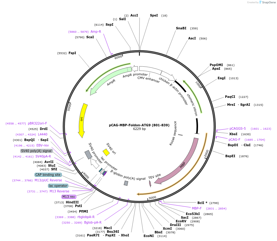 188089-plasmid-map-sequence-id-369817