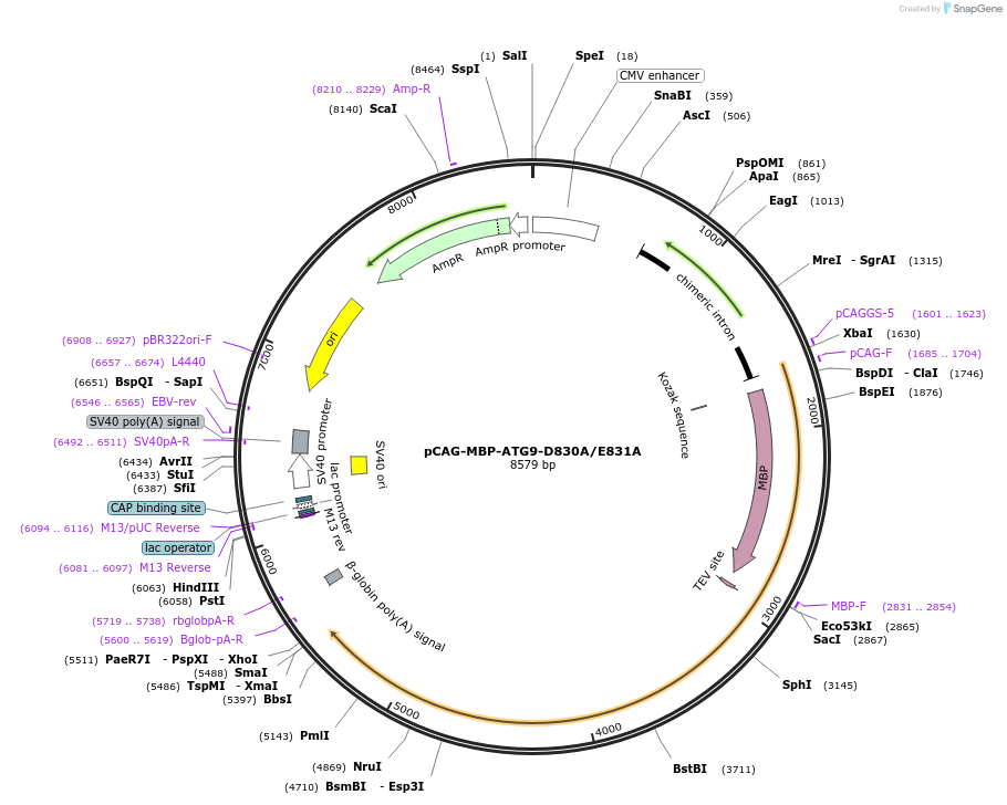 188085-plasmid-map-sequence-id-369819
