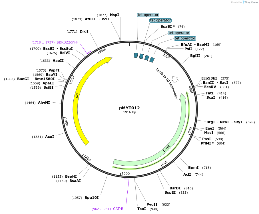 180665-plasmid-map-sequence-id-369822