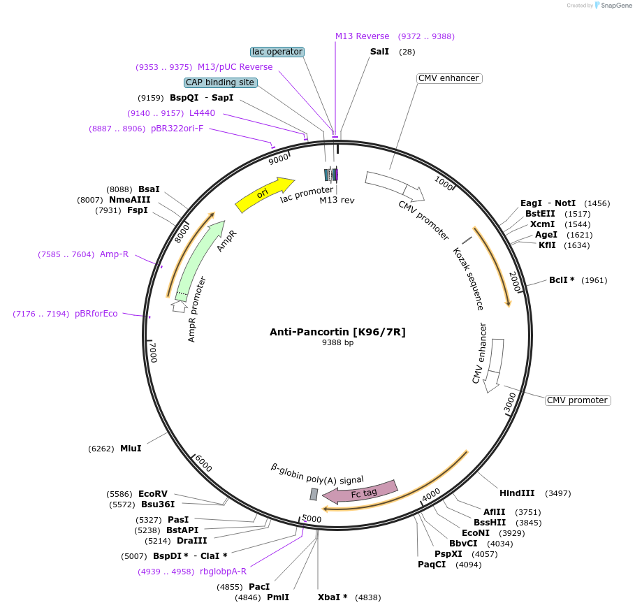 182098-plasmid-map-sequence-id-369827
