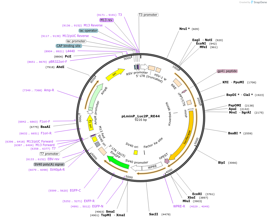 90382-plasmid-map-sequence-id-369837