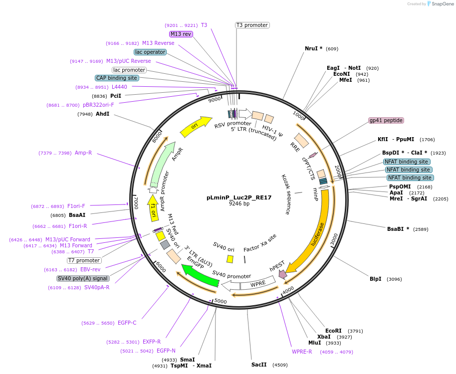 90359-plasmid-map-sequence-id-369844